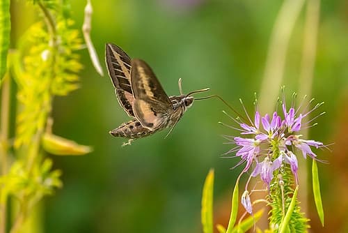 USA, New Mexico. White-lined sphinx moth feeding on bee balm blossoms. Art Print